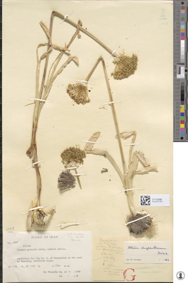 Allium chrysantherum photo 5