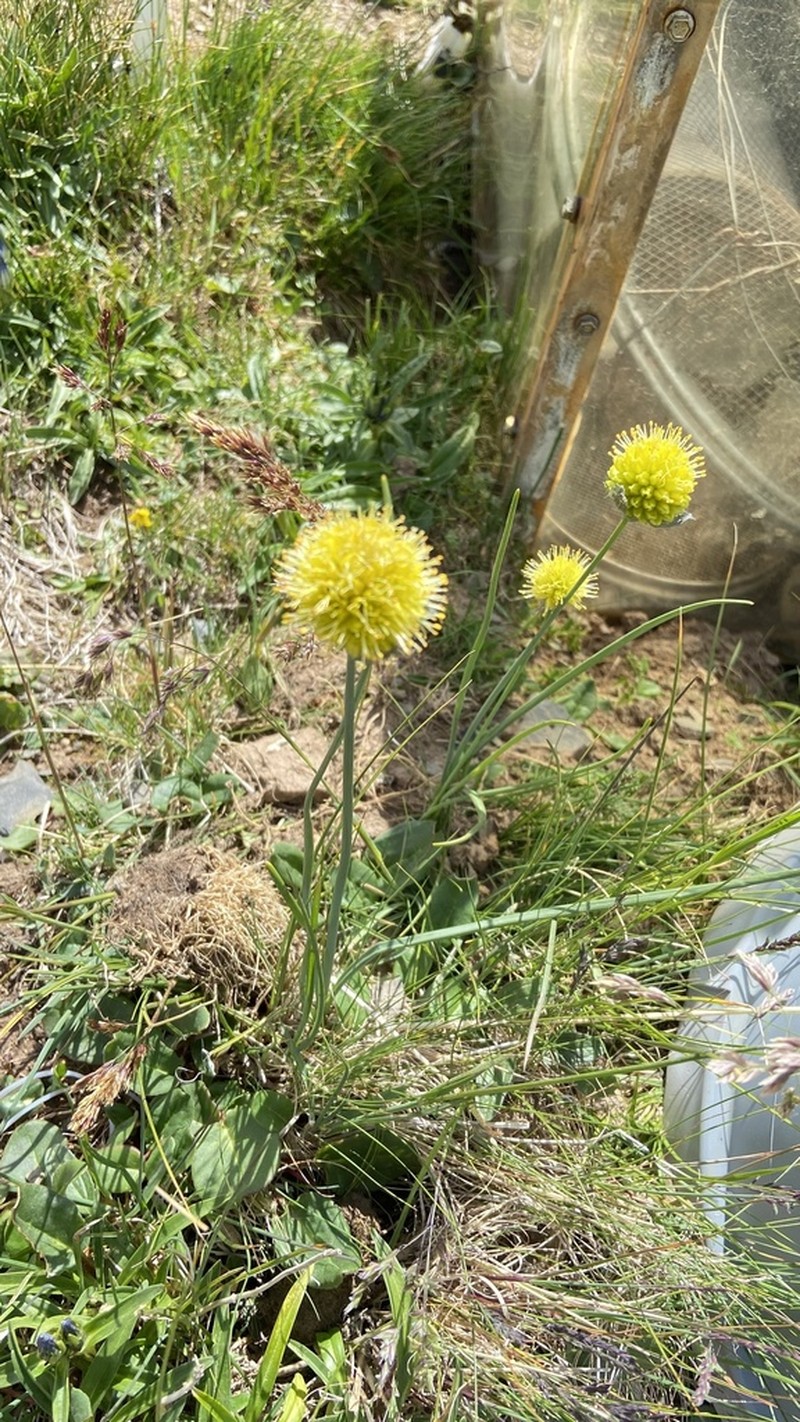 Allium chrysanthum