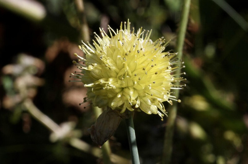 Allium chrysanthum photo 2