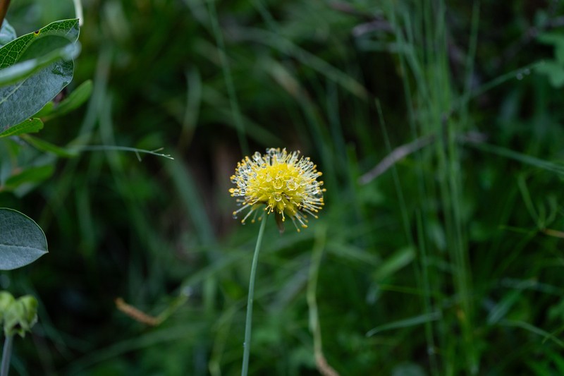 Allium chrysanthum photo 3