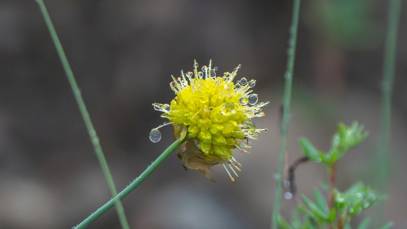 Allium chrysanthum photo 4