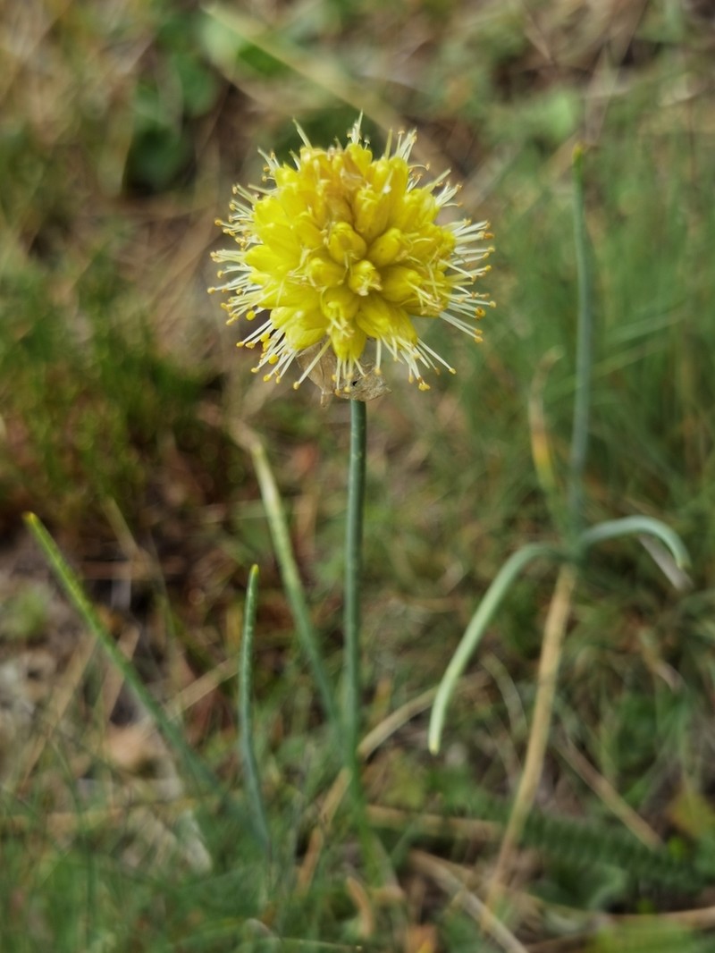 Allium chrysanthum photo 5