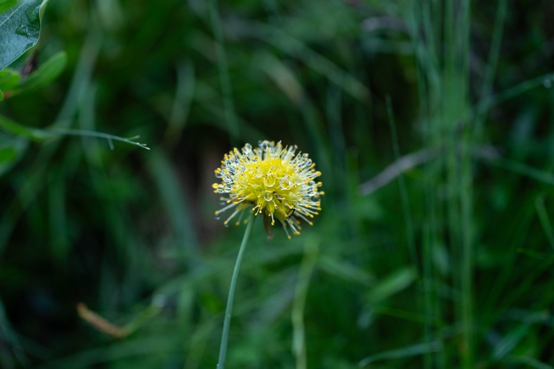 Allium chrysanthum photo 6