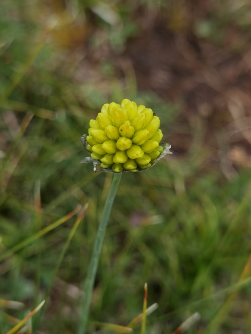 Allium chrysanthum photo 7
