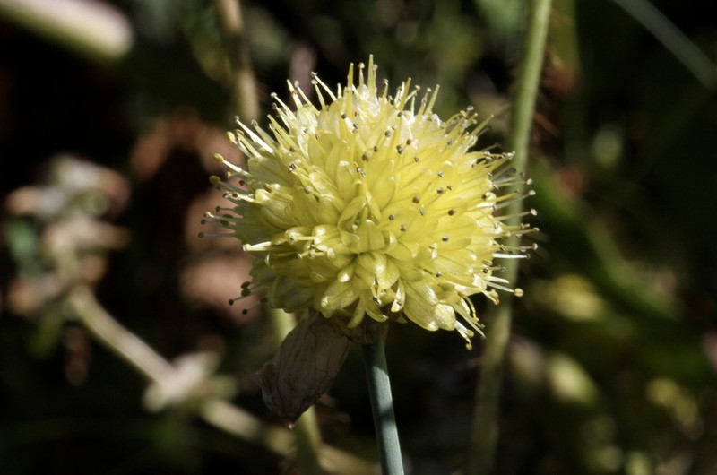 Allium chrysanthum photo 8