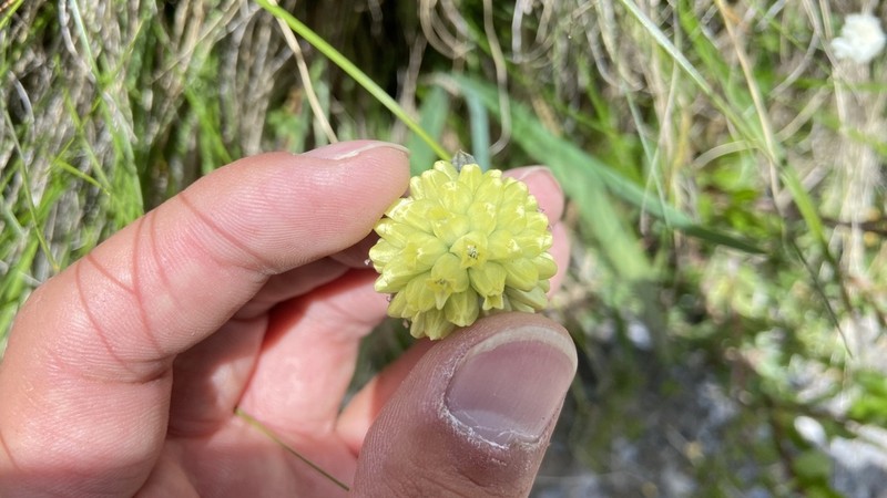 Allium chrysocephalum