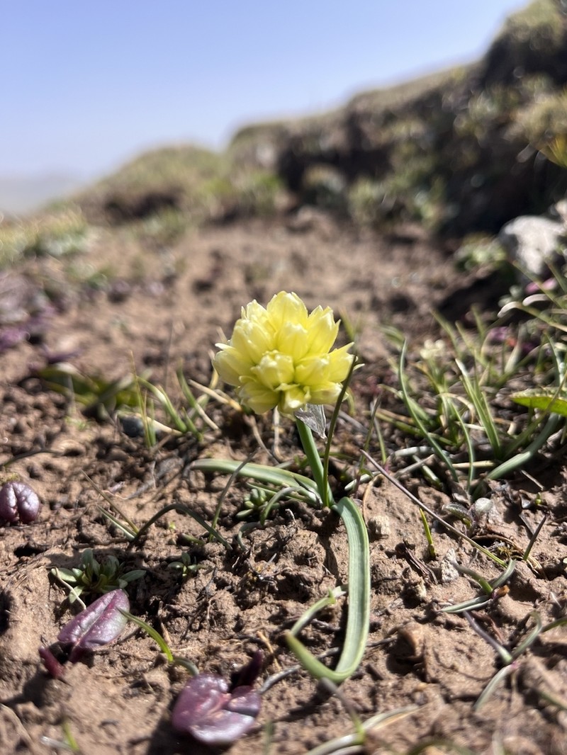 Allium chrysocephalum photo 2