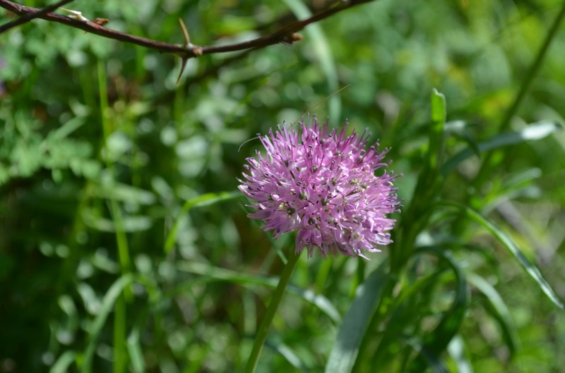 Allium chychkanense photo 2