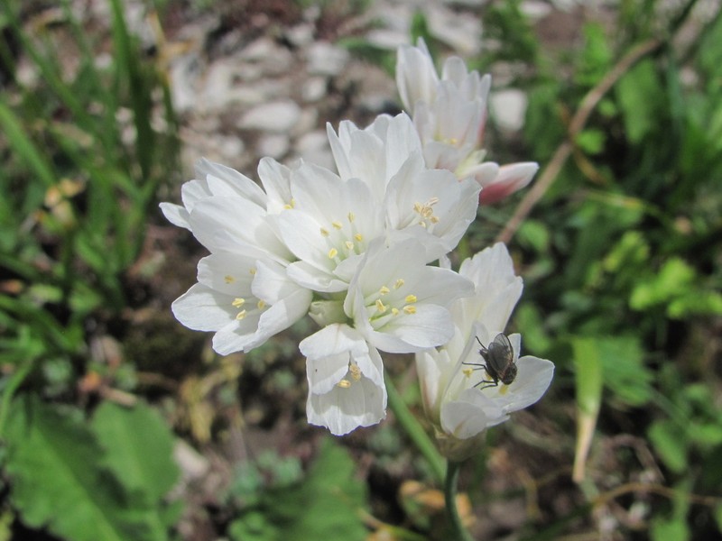 Allium circassicum