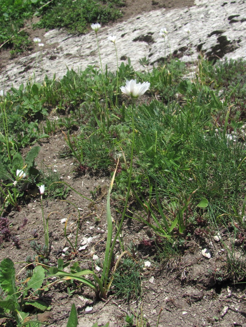 Allium circassicum photo 2