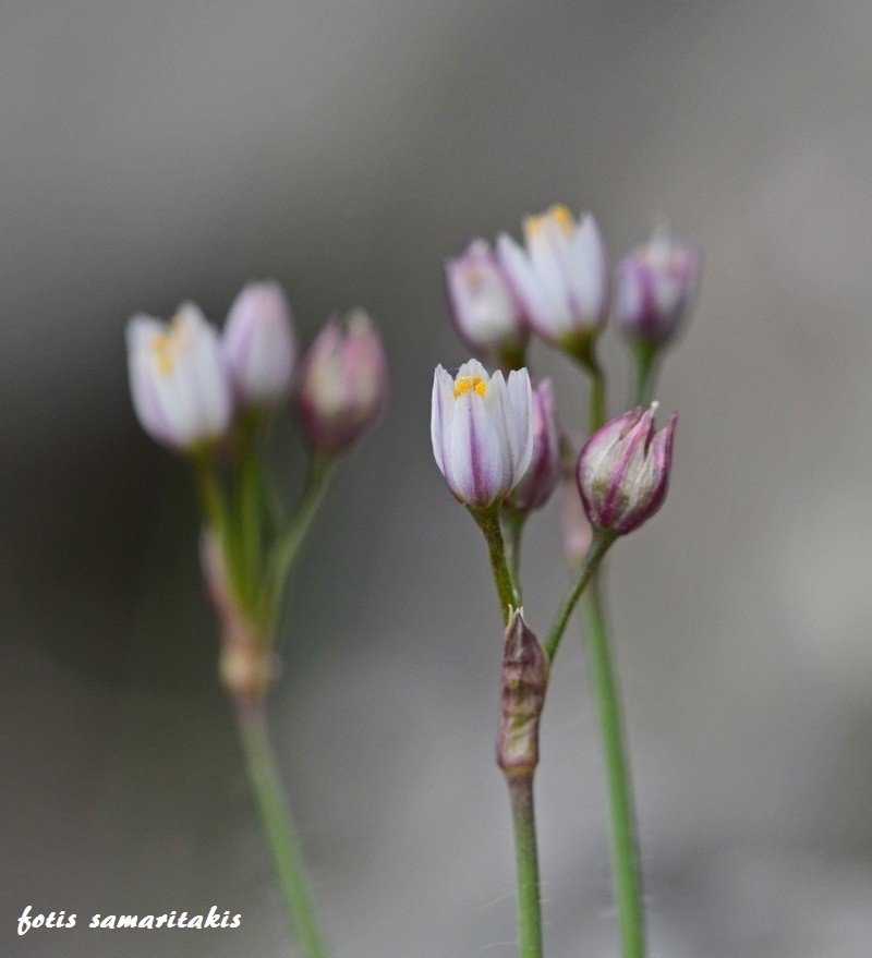 Allium circinnatum
