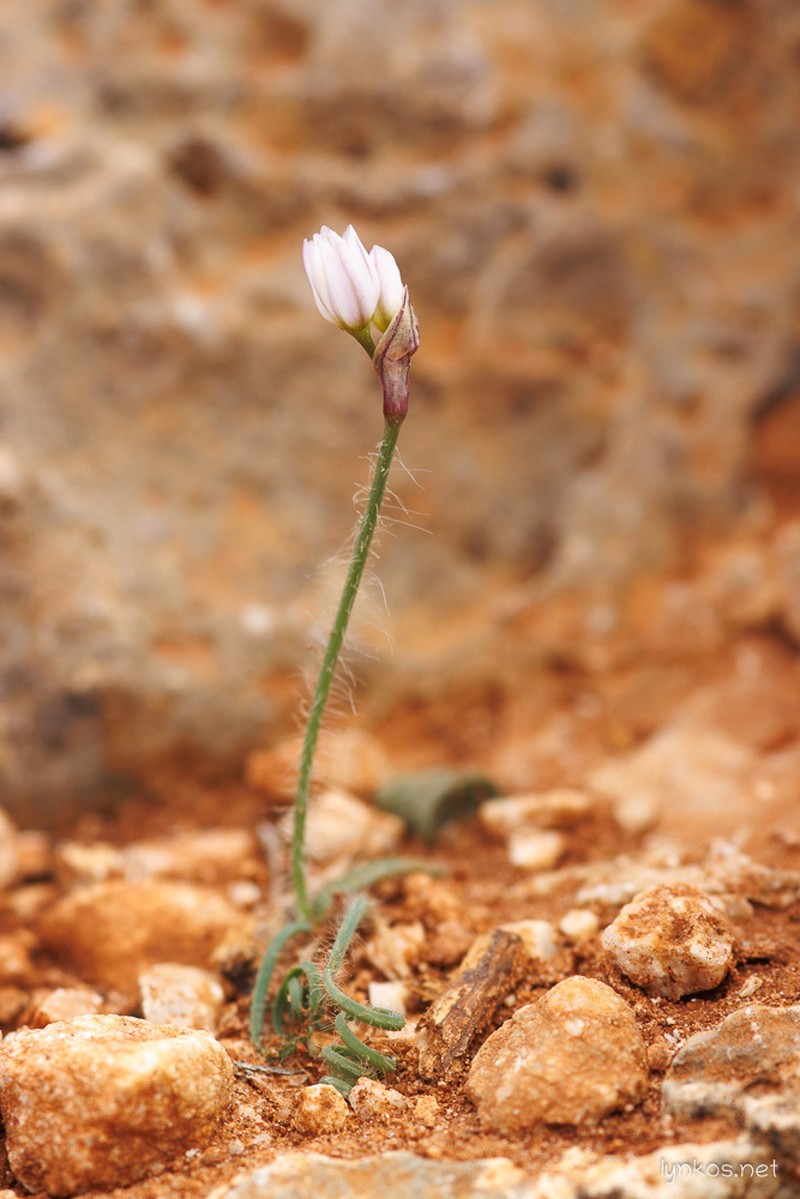 Allium circinnatum photo 2