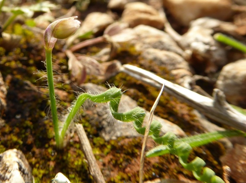Allium circinnatum photo 3