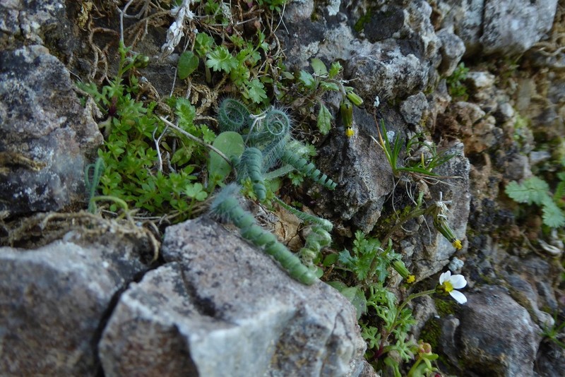 Allium circinnatum photo 4