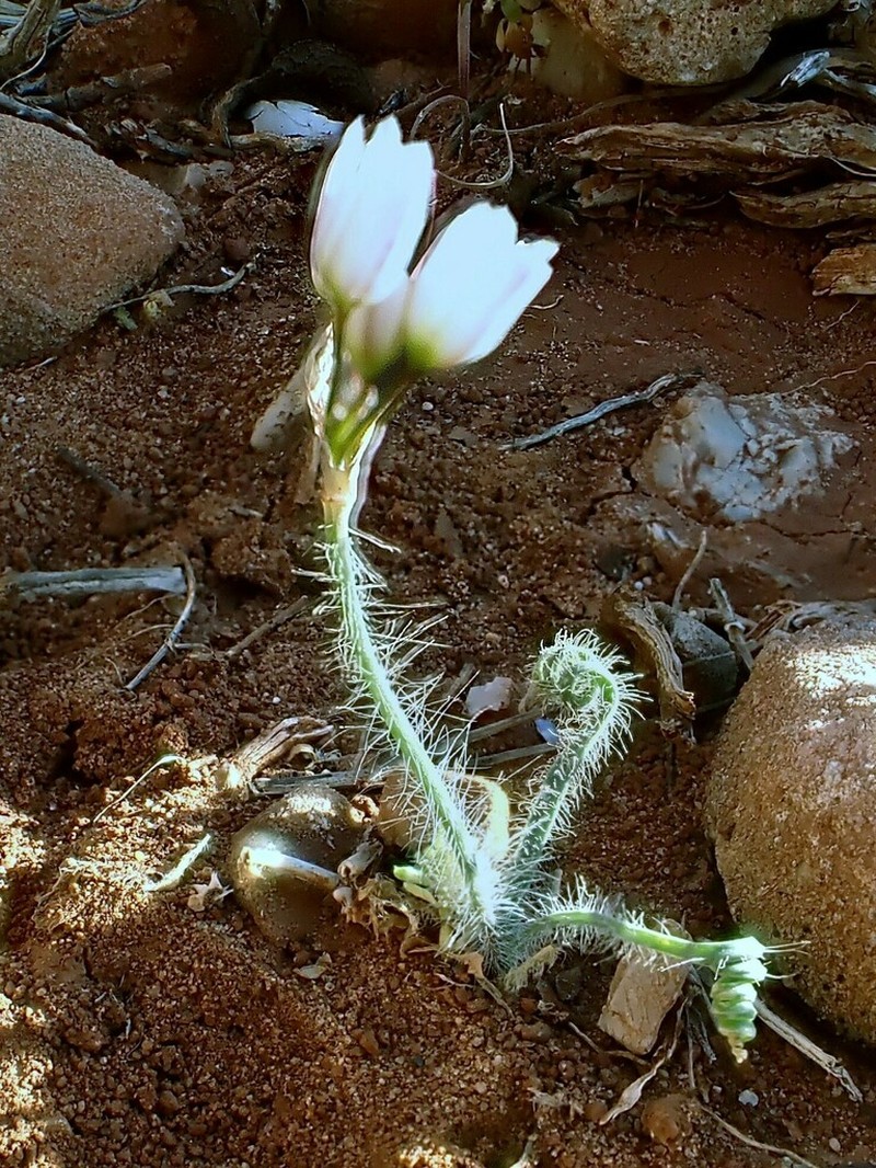Allium circinnatum photo 5