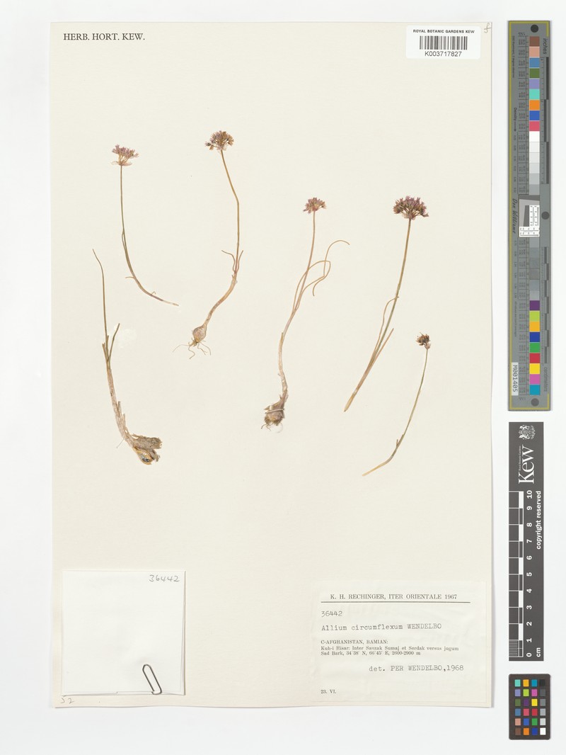 Allium circumflexum