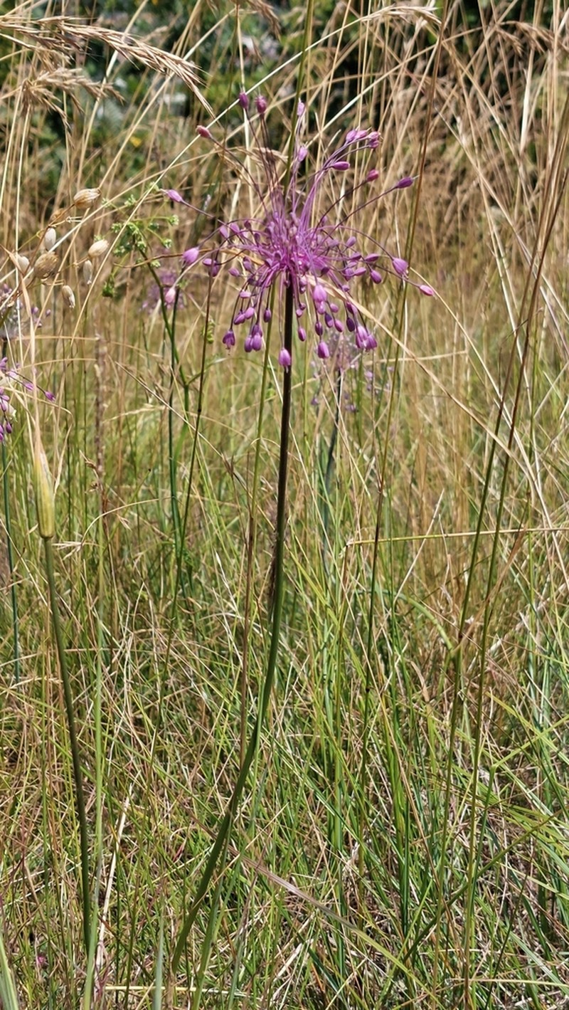 Allium cirrhosum