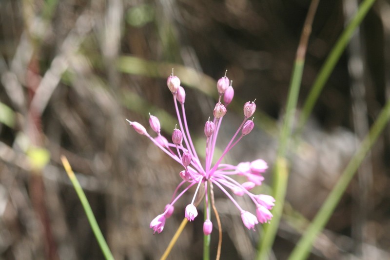 Allium cirrhosum photo 2