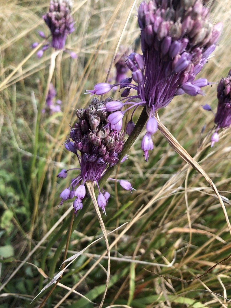 Allium cirrhosum photo 3