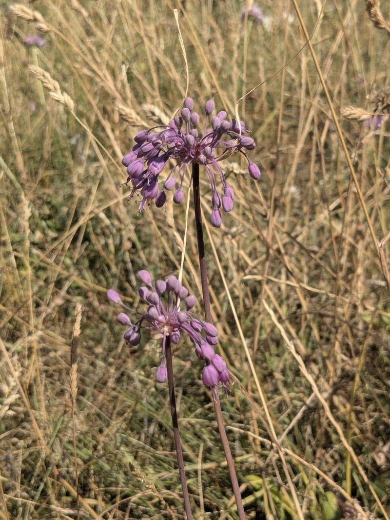 Allium cirrhosum photo 5