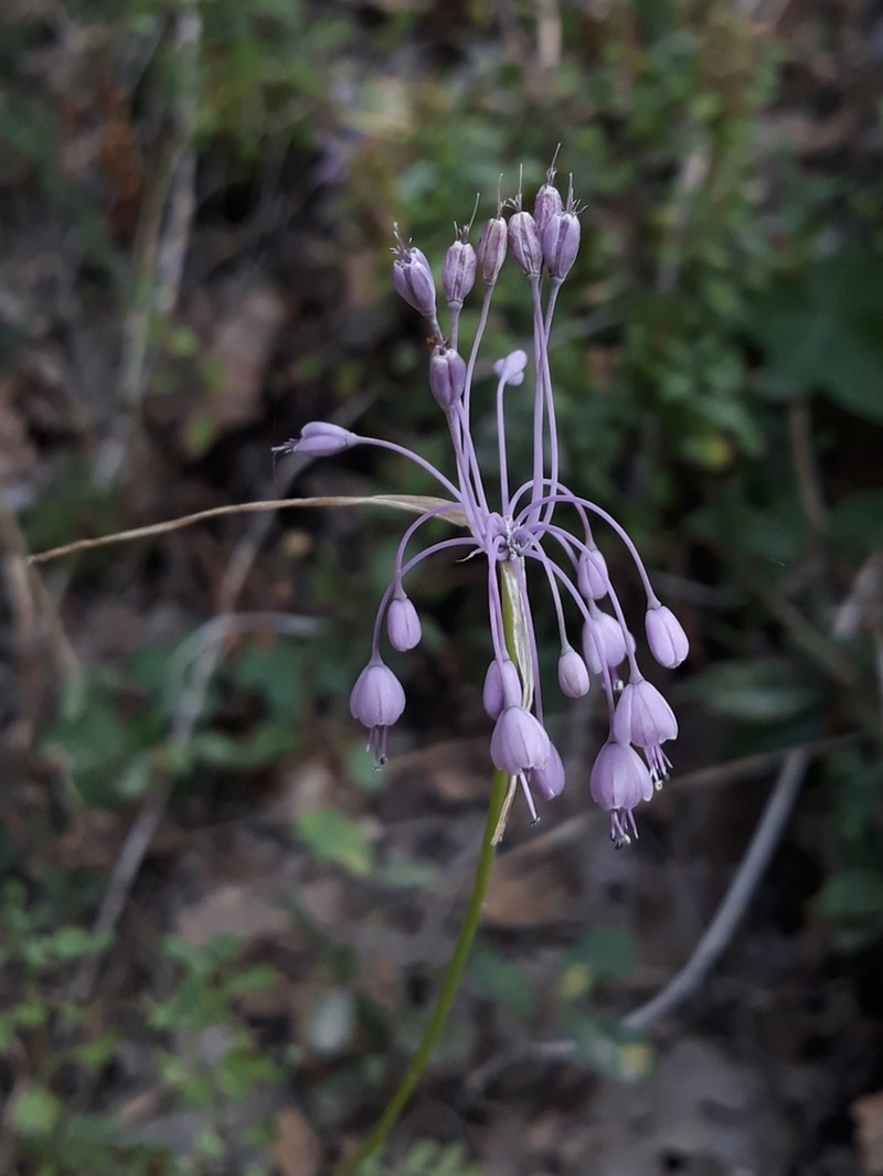 Allium cirrhosum photo 6