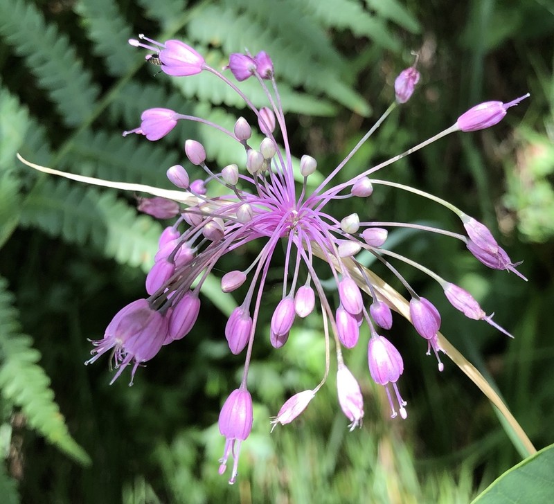 Allium cirrhosum photo 7