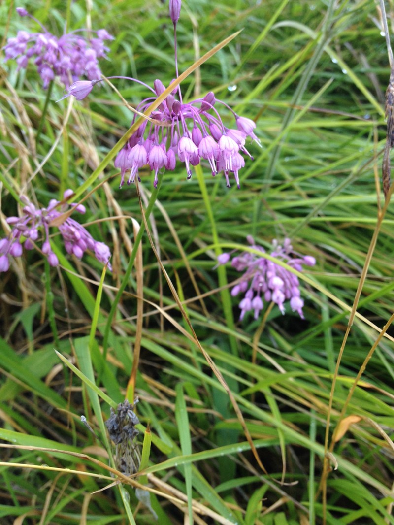Allium cirrhosum photo 8