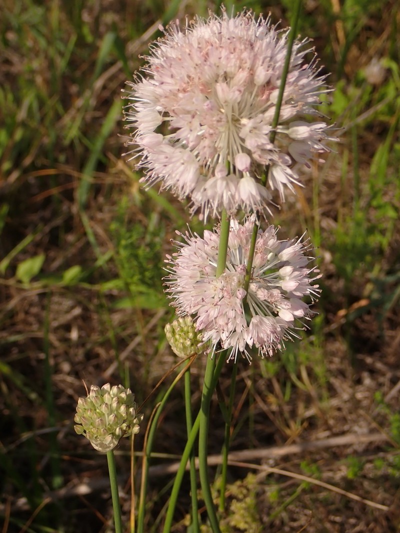 Allium clathratum photo 2