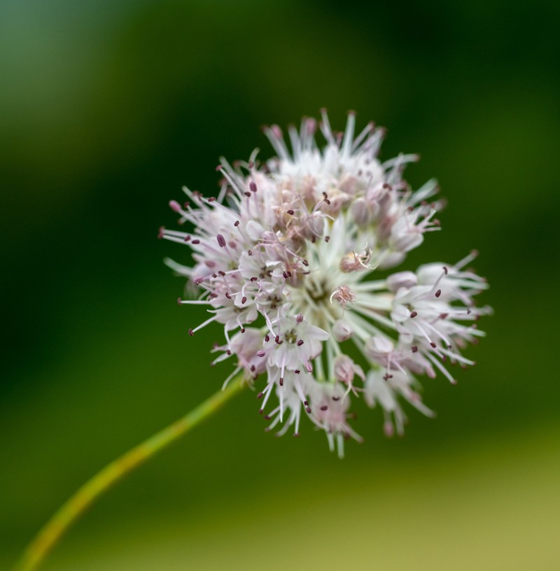 Allium clathratum photo 4