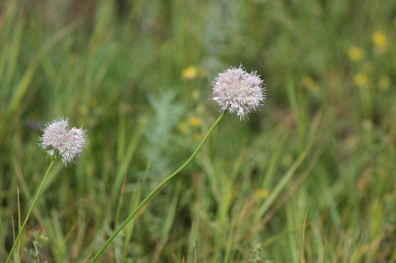 Allium clathratum photo 5