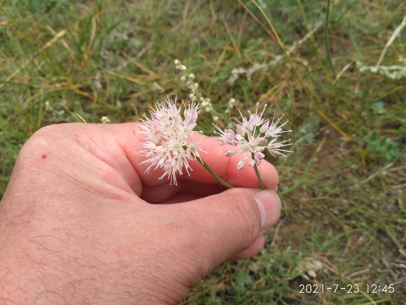 Allium clathratum photo 6