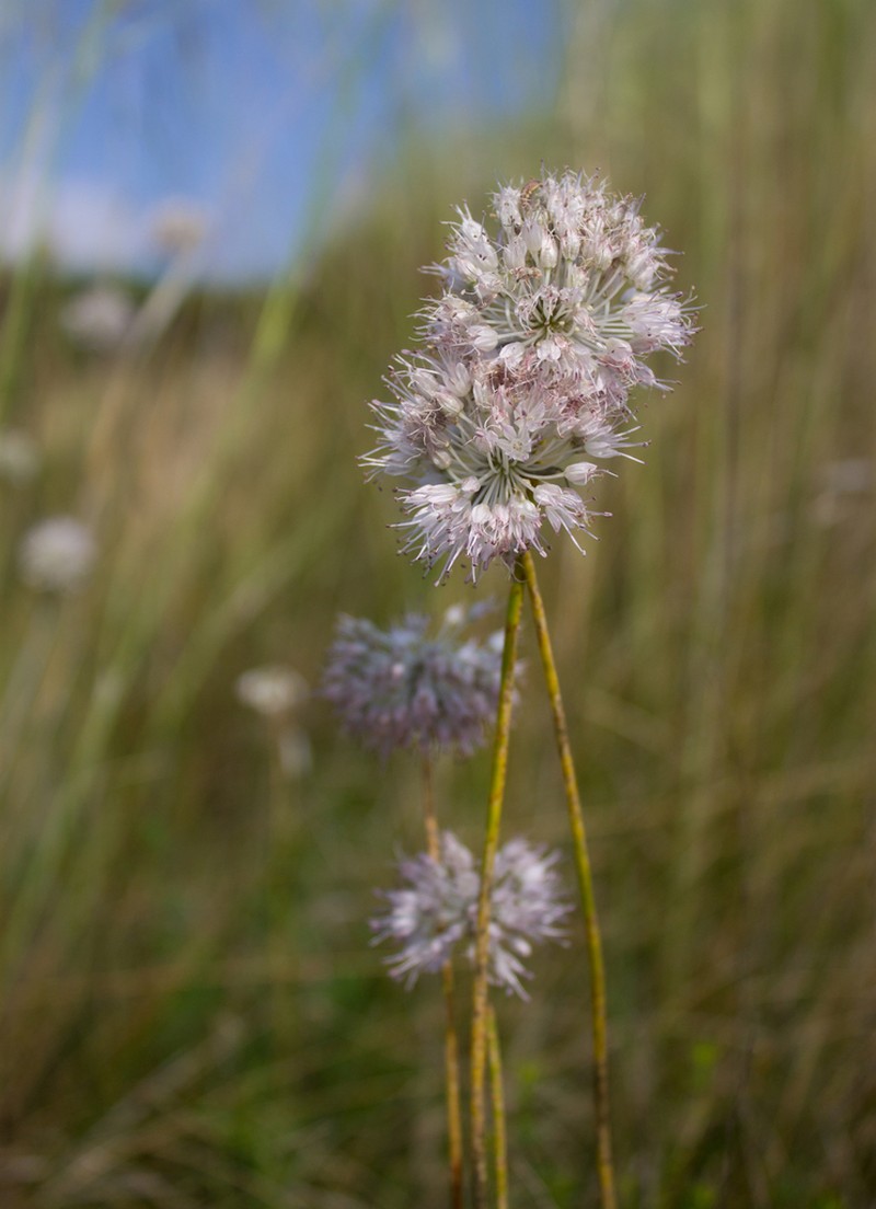 Allium clathratum photo 7
