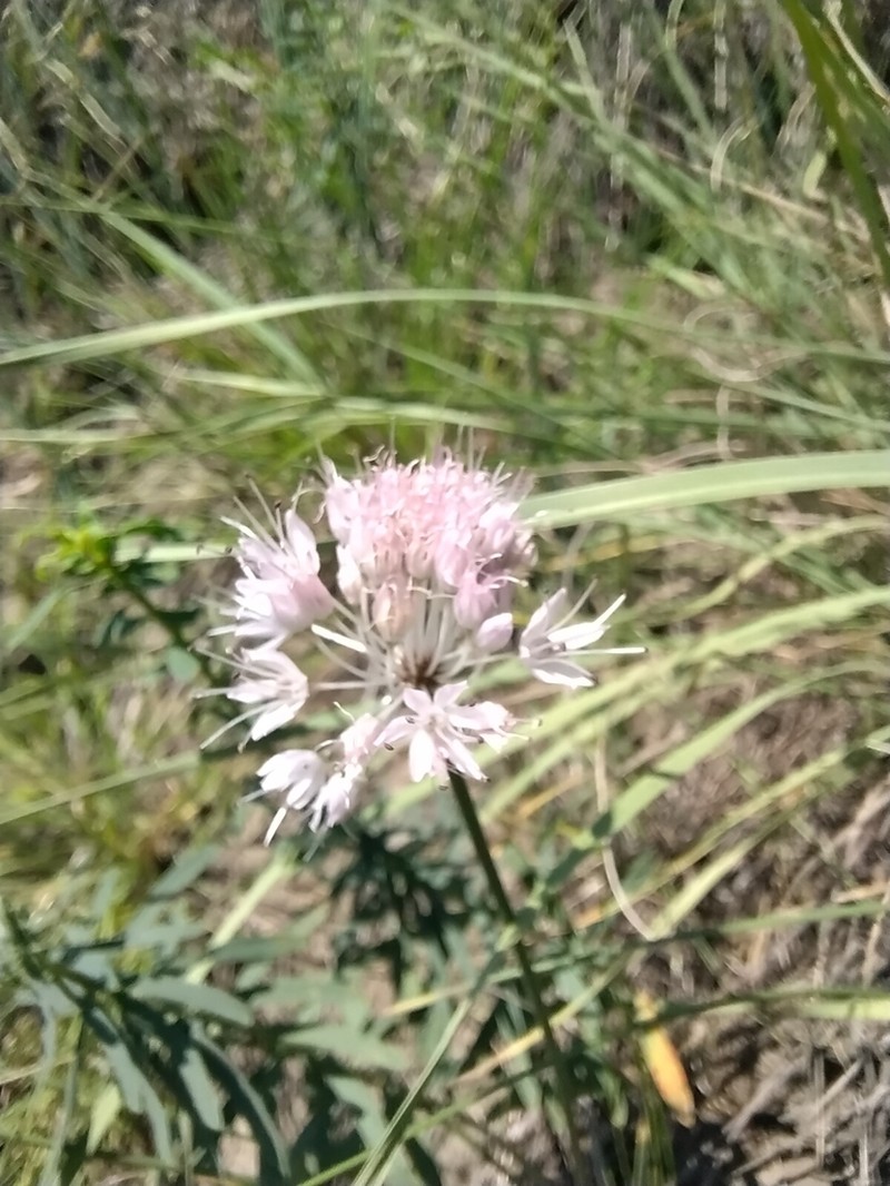 Allium clathratum photo 8