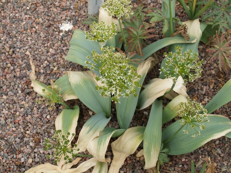 Allium colchicifolium