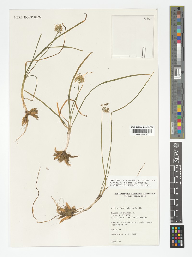 Allium colchicifolium photo 2