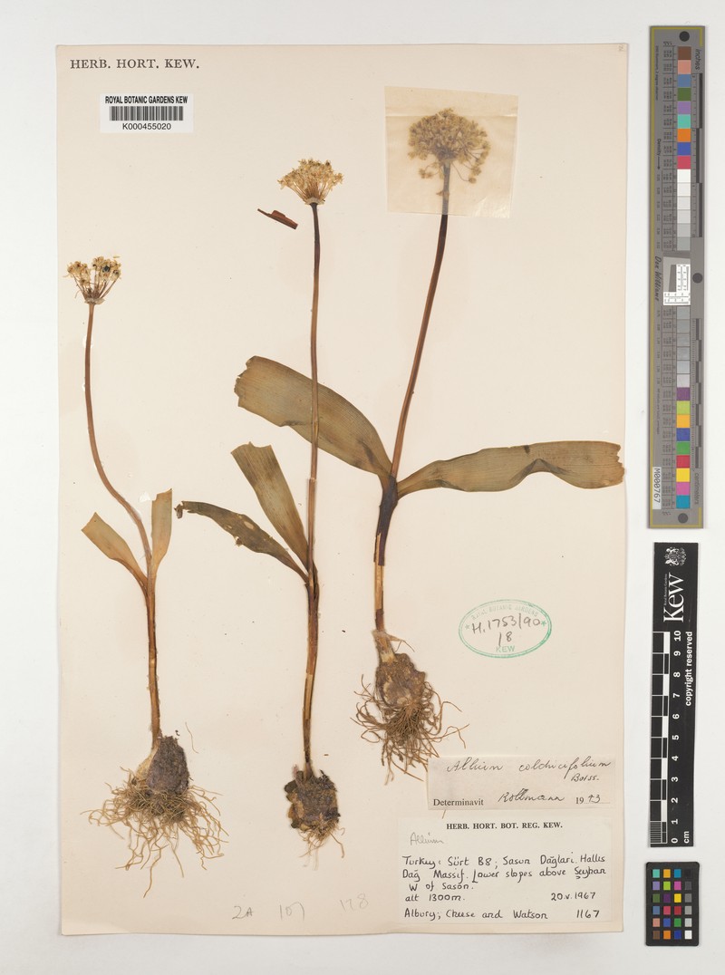 Allium colchicifolium photo 3