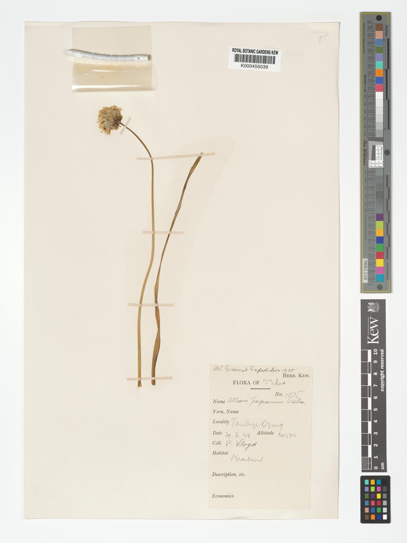 Allium colchicifolium photo 5