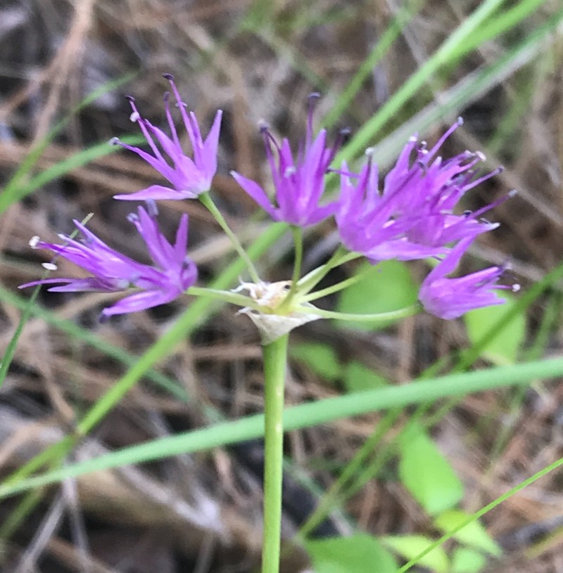 Columbian Onion photo 2