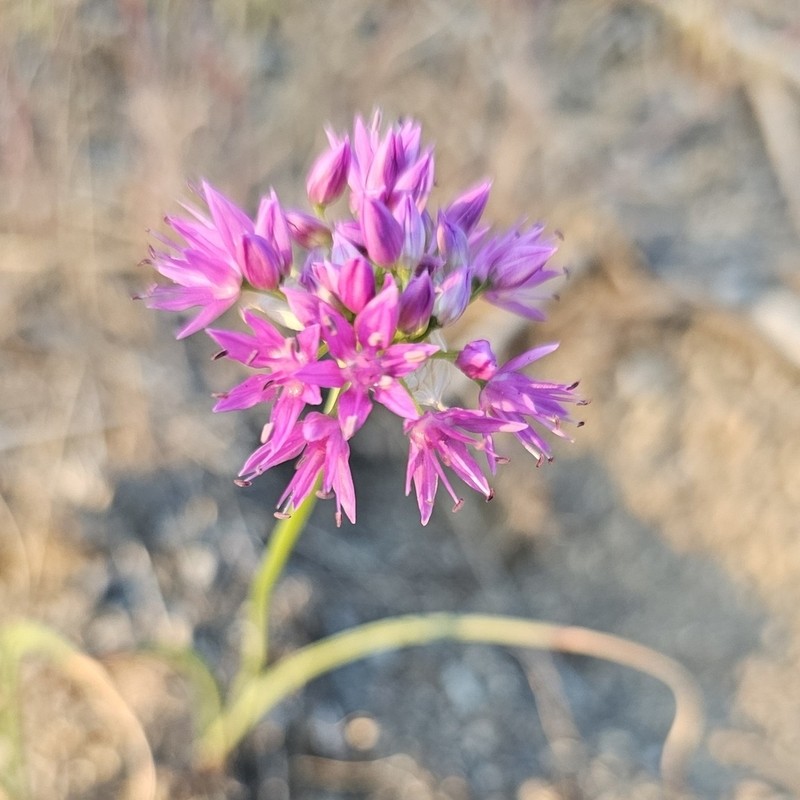 Columbian Onion photo 3