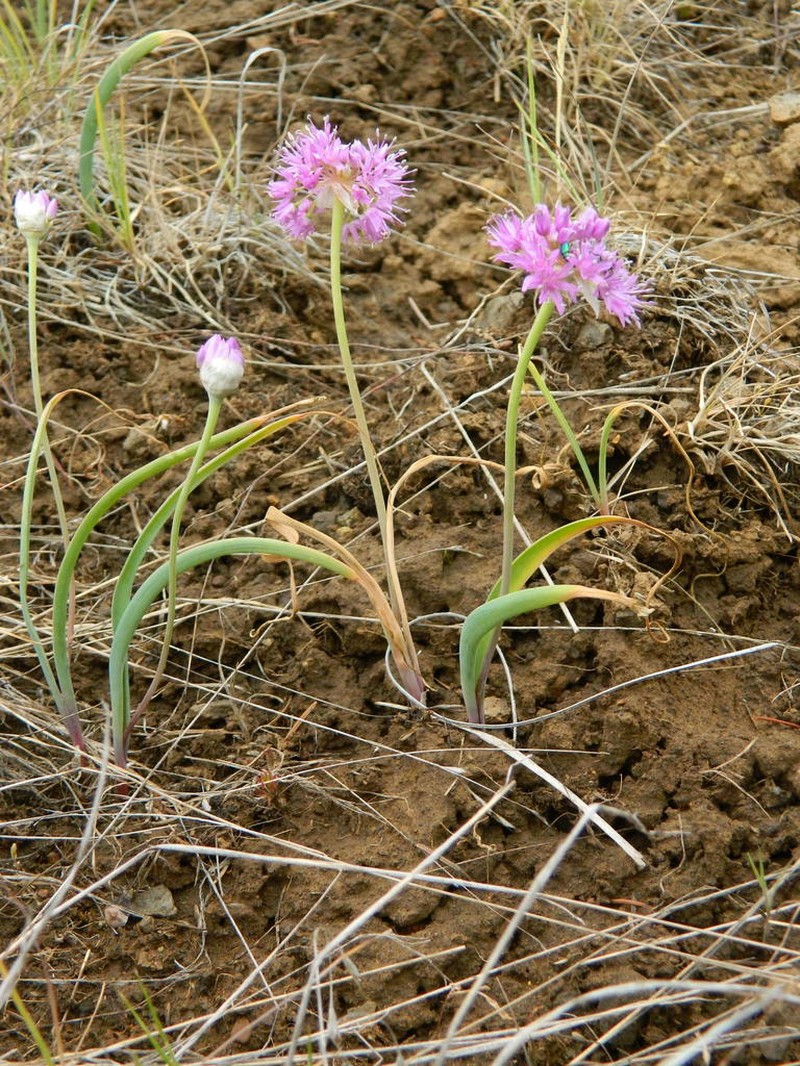 Columbian Onion photo 6