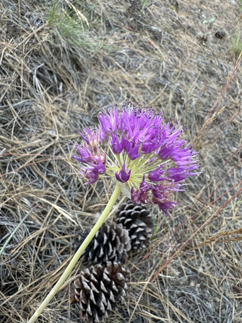 Columbian Onion photo 7