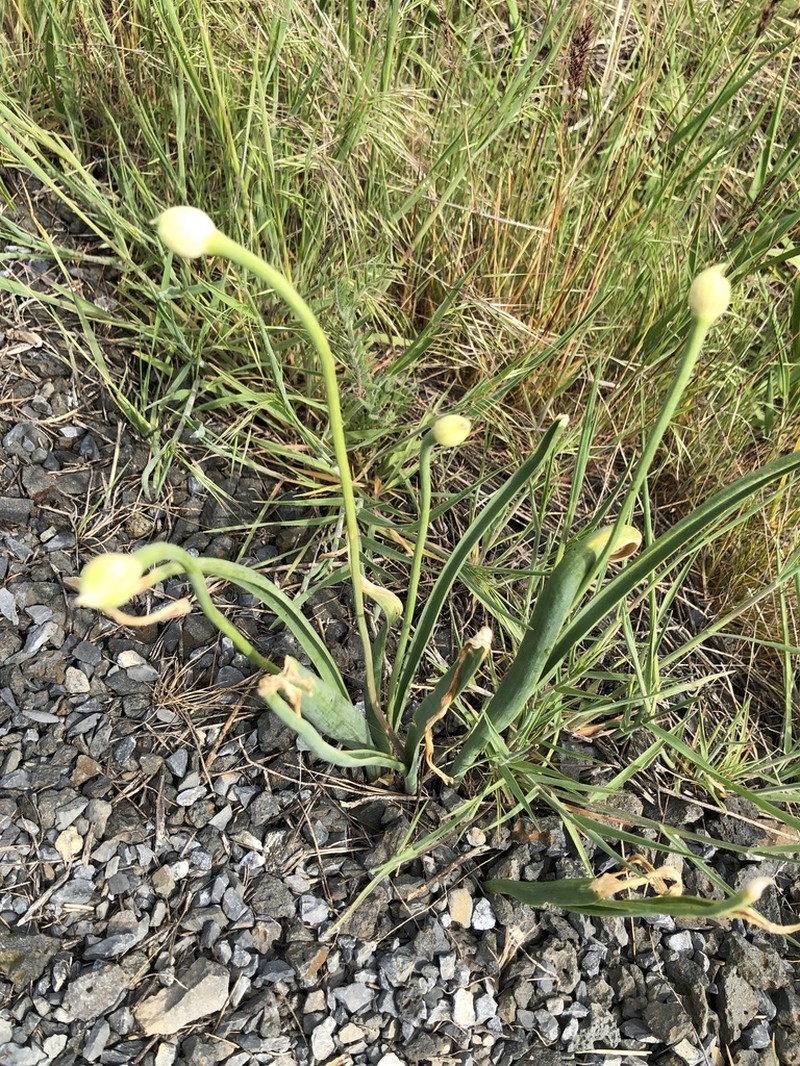 Columbian Onion photo 8