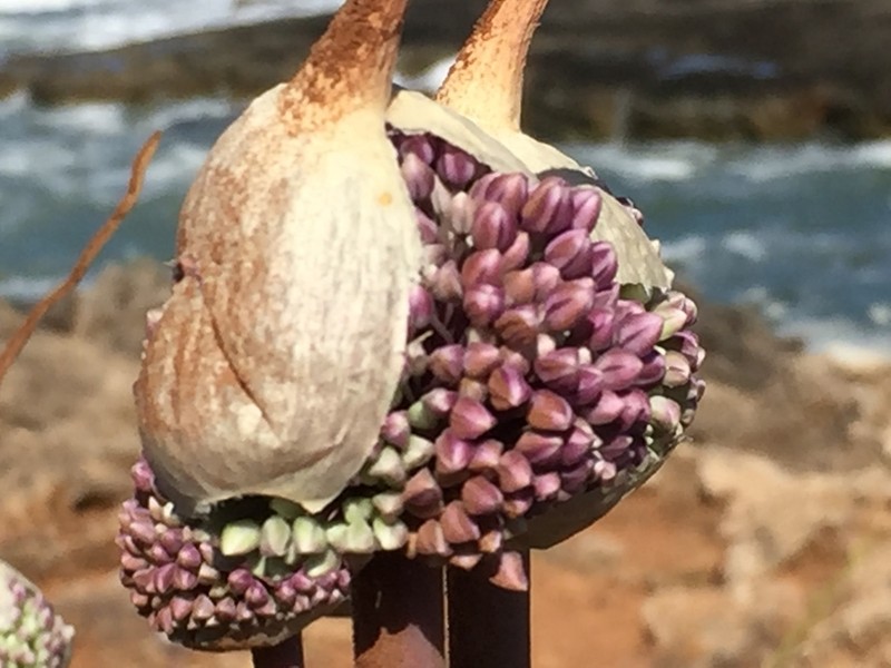 Allium commutatum photo 3