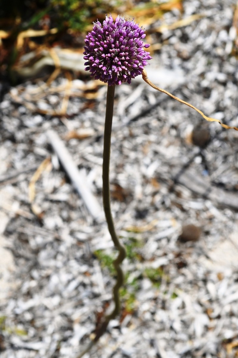 Allium commutatum photo 4
