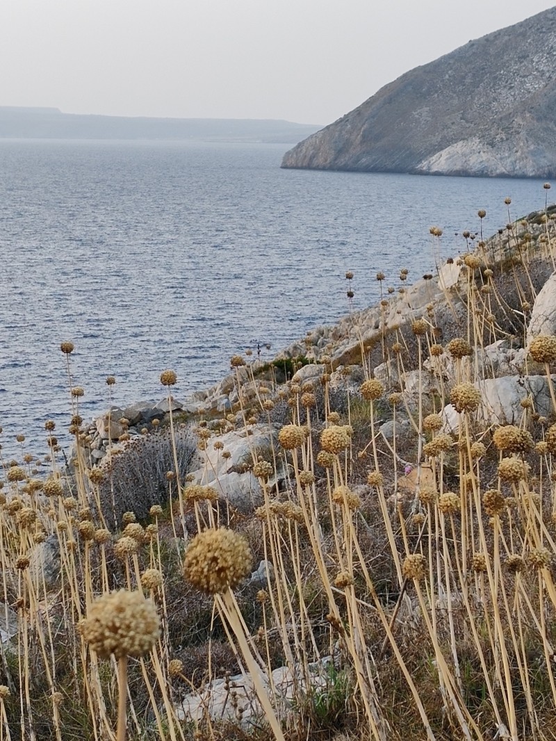 Allium commutatum photo 5