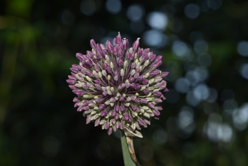 Allium commutatum photo 7