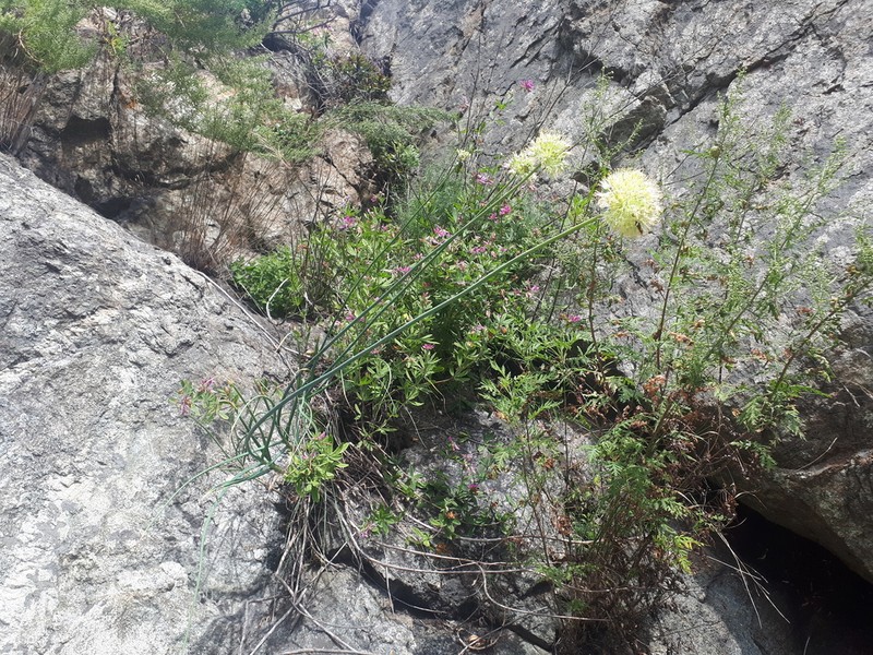 Allium condensatum