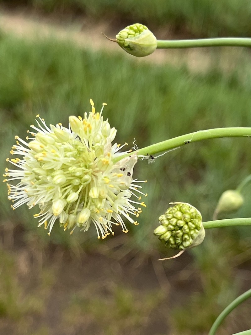 Allium condensatum photo 2