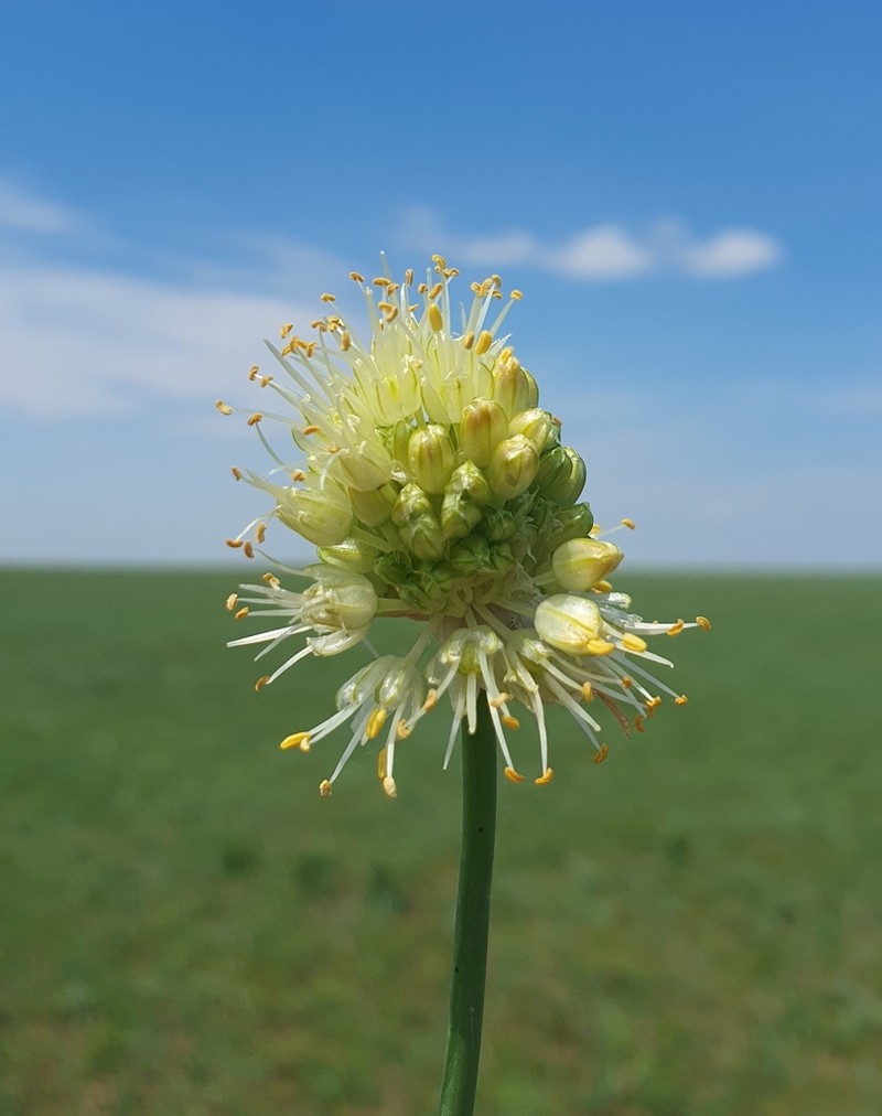 Allium condensatum photo 3