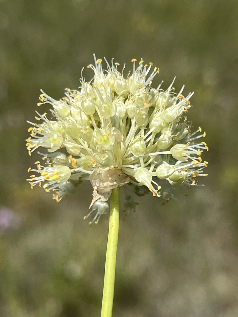 Allium condensatum photo 4